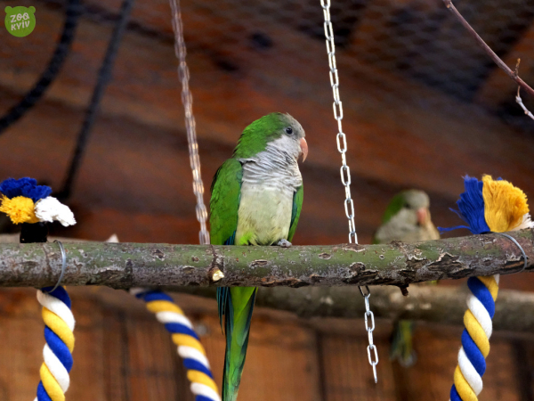 У Київському зоопарку молоде покоління папуг-монахів переселилося до ЖК “Дружній” (фото, відео)