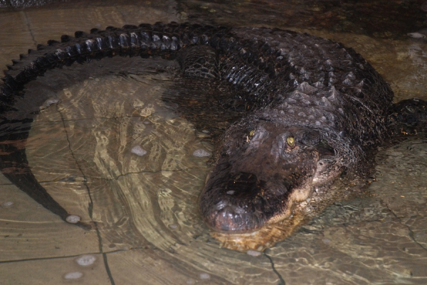 В Николаевском зоопарке умер крокодил - он был старейшим в Украине - Life