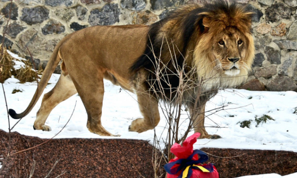 Левиний прайд Київського зоопарку святкує 15-річчя (фото, відео)