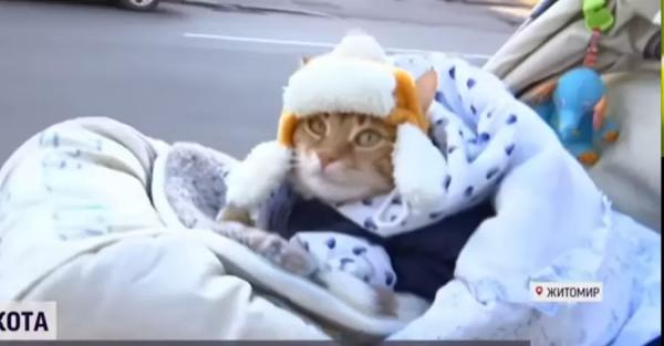 Житомирского кота Микки внесли в Книгу рекордов Украины как самого социализированного - 