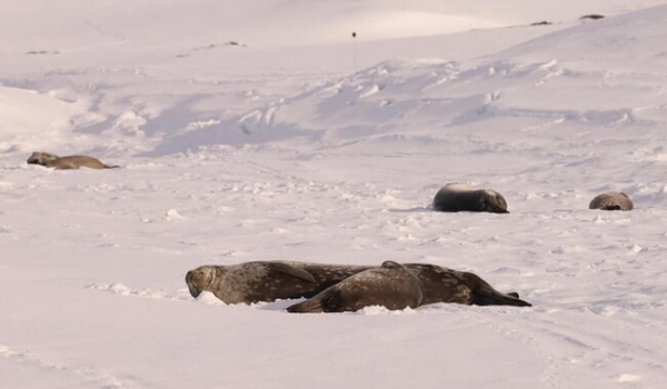 Украинские полярники записали "пение" тюленей - Life