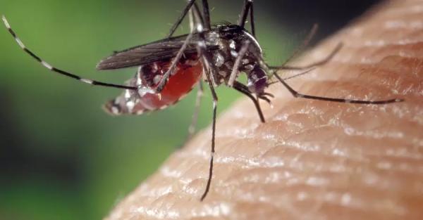 В ВОЗ заявили, что коронавирус привел к росту смертности от малярии - 