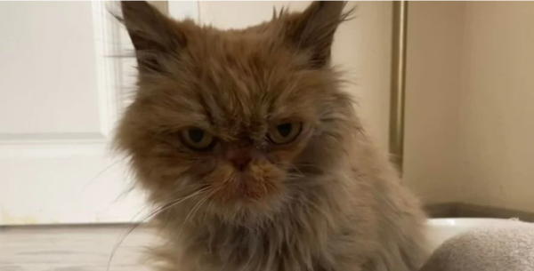 Спасенная кошка из Бородянки получила имя Шафа и оказалась похожа на Grumpy Cat фото - Life