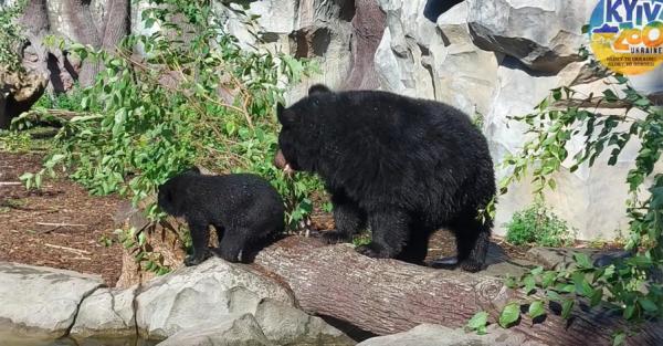 В киевском зоопарке медвежонок Бери впервые вышел в вольер  - Life