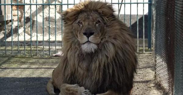 В Румынию доставили льва и волка, эвакуированных из запорожского зоопарка - Life