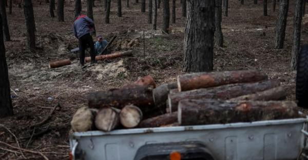 Гослесагентство разработает цену на дрова для разных регионов - Life