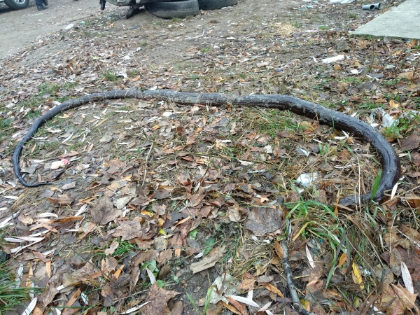 Жительница Шостки: Наткнулась на трехметровую змею прямо у наших мусорных баков - Коронавирус