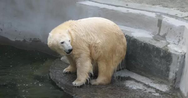 В Николаевском зоопарке празднуют 10-летие белой медведицы Зефирки - 