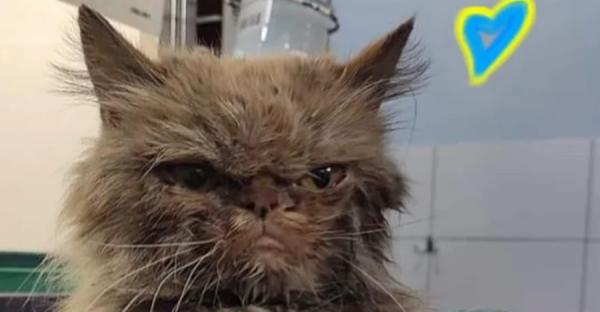 Спасенная кошка из Бородянки получила имя Шафа и оказалась похожа на Grumpy Cat фото - Life
