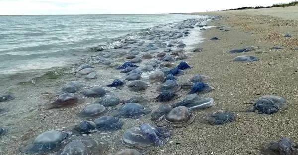 Массовая гибель медуз под Одессой: на пляж выбросило около миллиона корнеротов - 
