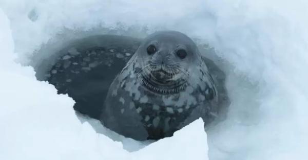 Украинские полярники записали "пение" тюленей - Life