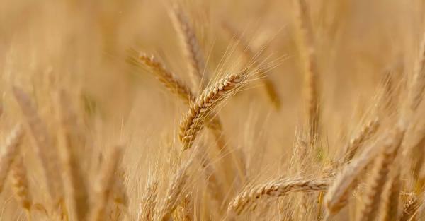 В Украине собрали рекордный урожай зерновых за годы независимости - Экономика
